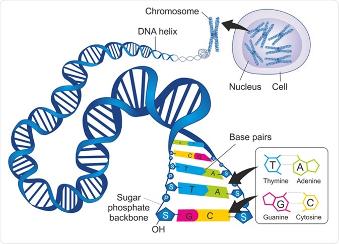 Schematic illustration shows the structure of double-stranded deoxyribonucleic acid (DNA) with base-pairs cytosine - guanine and thymine – adenine. Image Credit: Soleil Nordic / Shutterstock