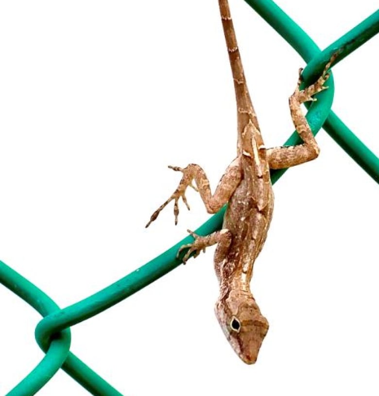 A brown and while lizard climbs down a green chicken-wire fence. 